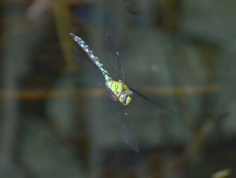 Aeshna mixta e Aeshna cyanea